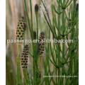 100% Natural Herbal Horsetail Extract 7% Silica acid/ Good price Horsetail Extract